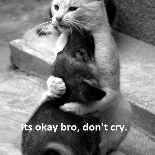 DontCryBro