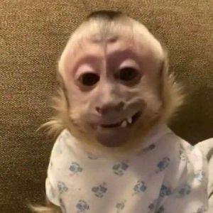 Bllaziken avatar