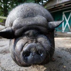Foors avatar