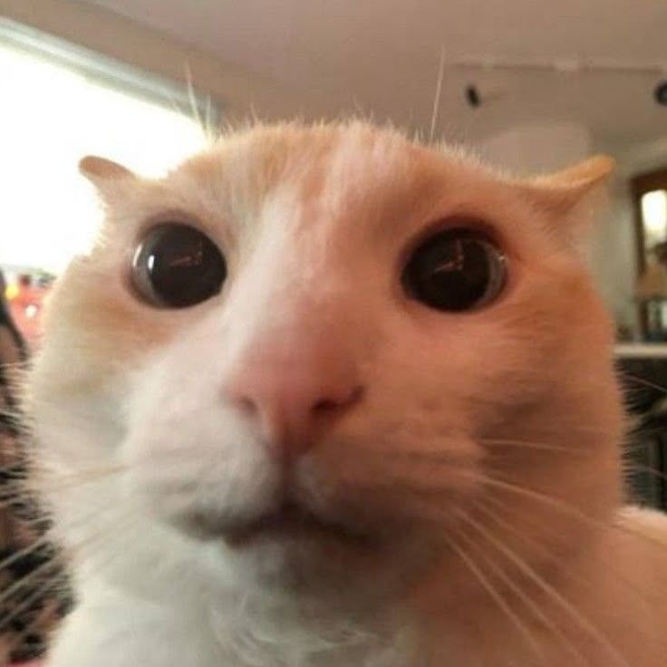 kiTtteN
