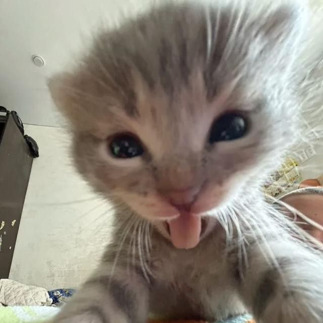 FeLiX-_-X