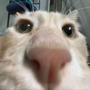 team_brov3n