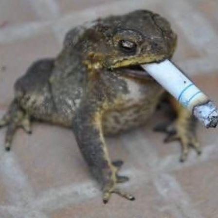 EFrog22 avatar