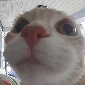 Kosait avatar