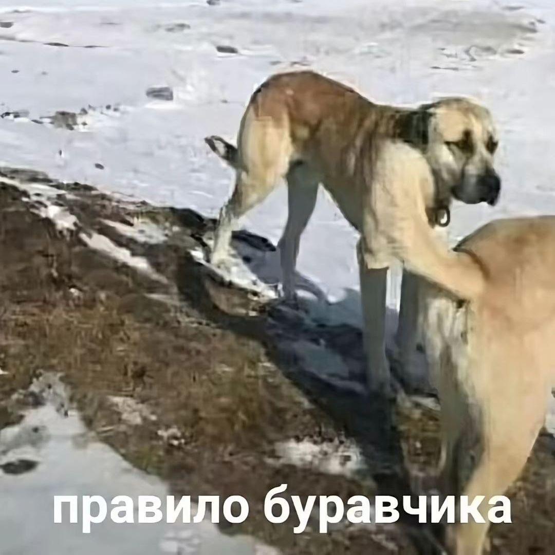 bogkaita