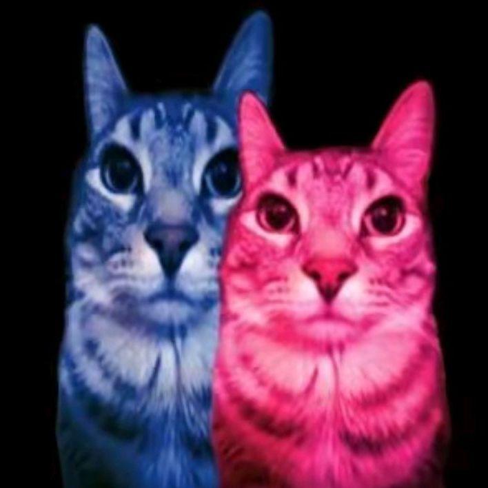 369xz avatar