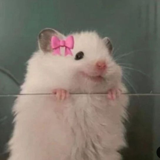 elizoriya