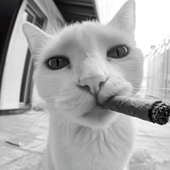 RaveFallPaw