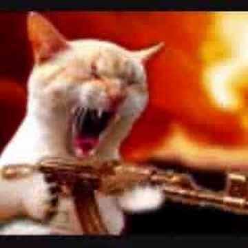 KittyCatCs avatar