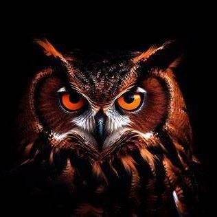 OWL_NIGHT