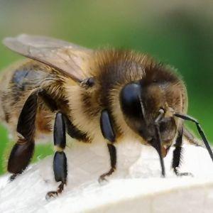 honeybees