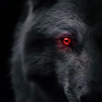 team_Northside4
