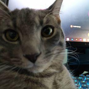janglesdacat avatar