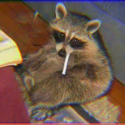 trashpanda33 avatar