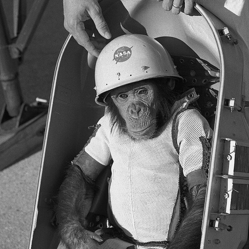 Ham_Chimp avatar