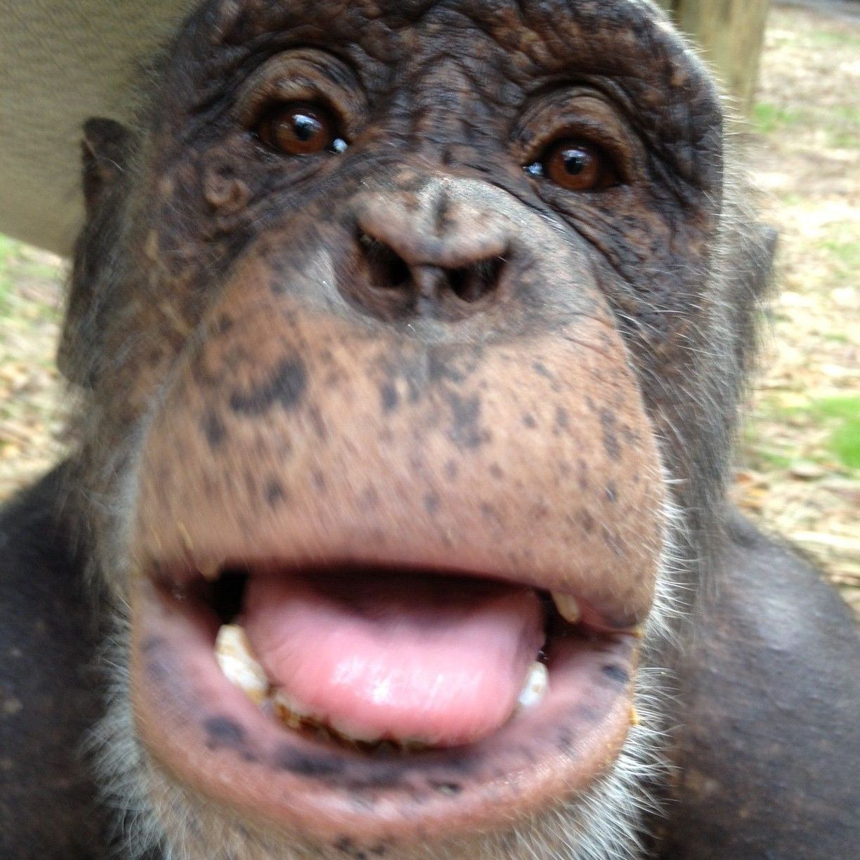 MONKEY MONDAYS