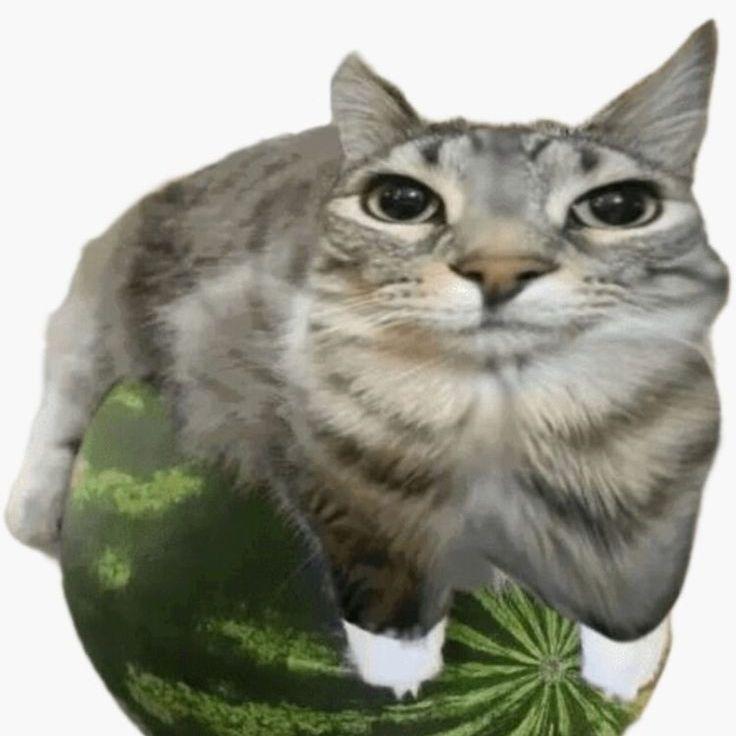 KatanaYanke avatar
