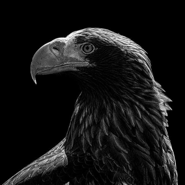 Predatore7 avatar