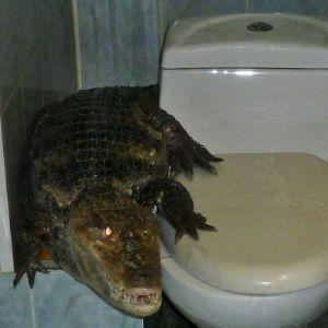 CS_kIller_ avatar