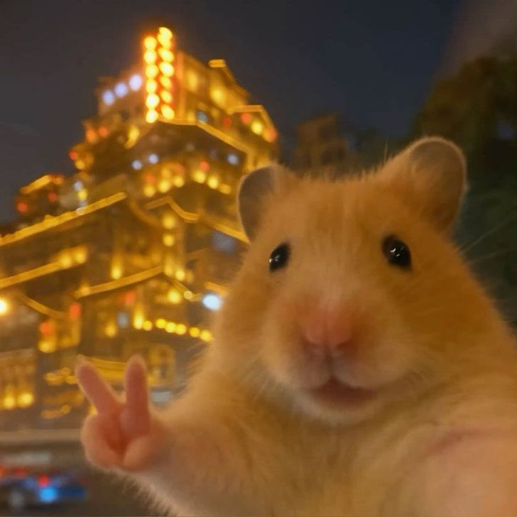 Mega_Homster