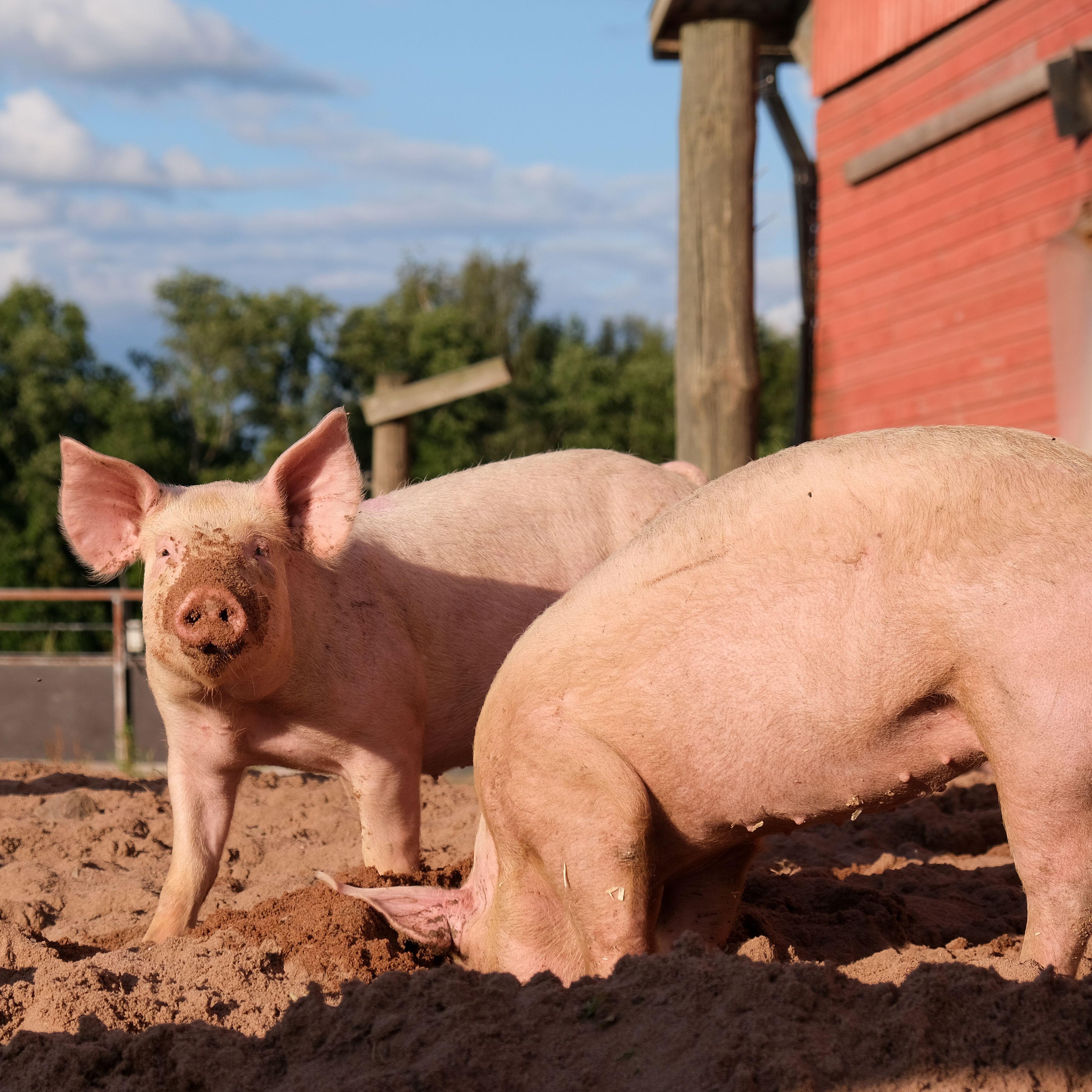 Pigsty
