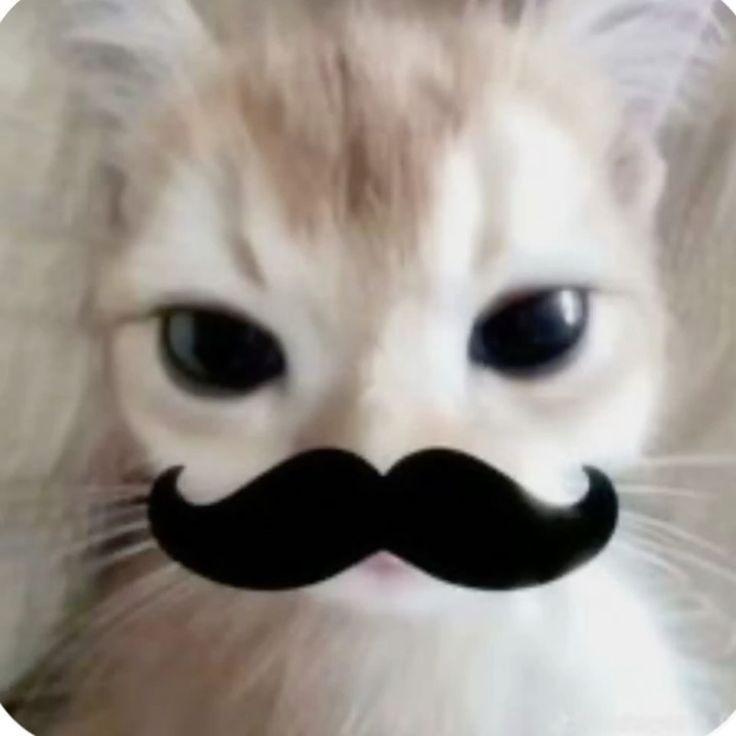 dai44 avatar