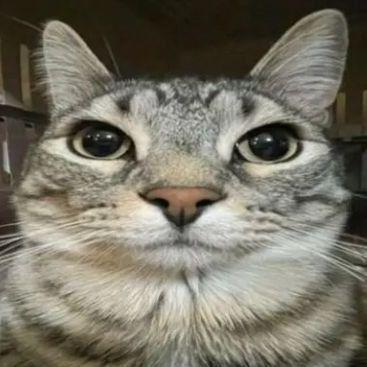 meowucla avatar