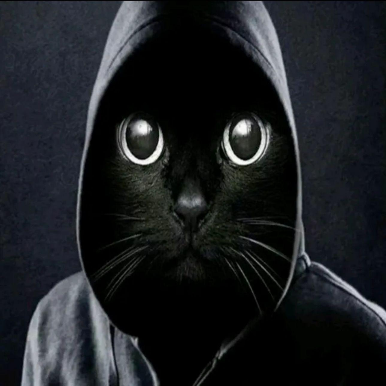 fxntom99 avatar