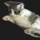 KittenPixel avatar