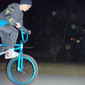Niedzwiedz41