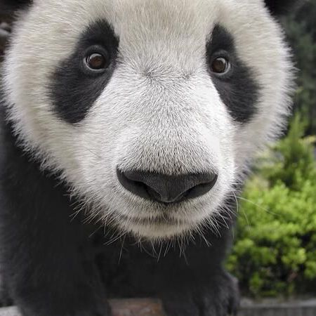 _pAndaaaaaaa