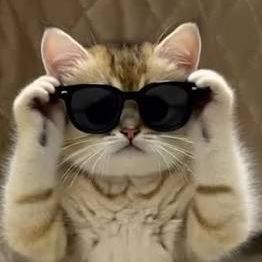 meowIovv
