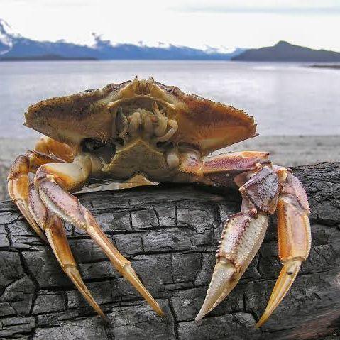 Slobogander