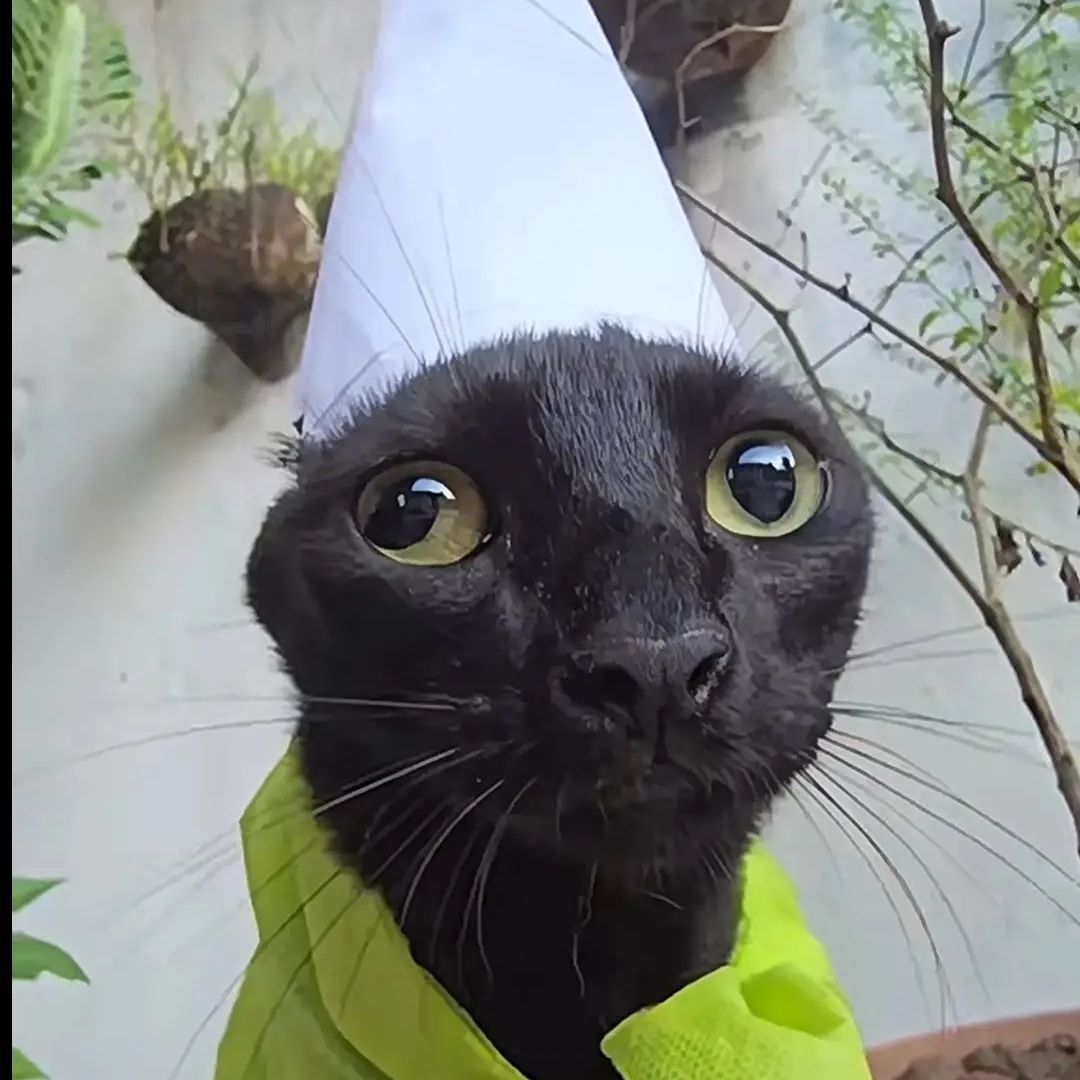 GatinhoMagic