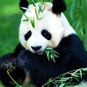 Panda-Jordan avatar