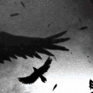 raveN_ avatar