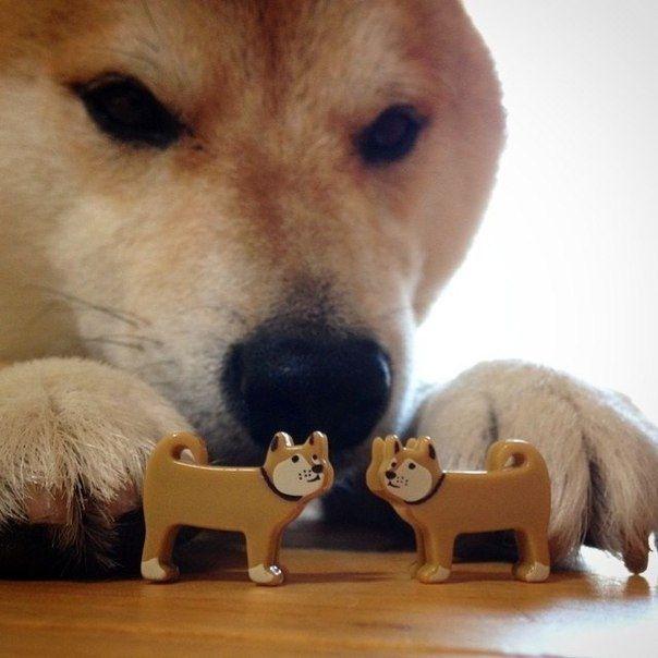 5bites
