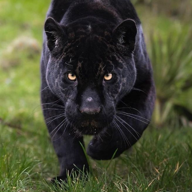 Srjaguar01