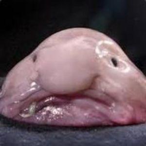 BlobFishLord