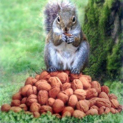 Squirrel717 avatar