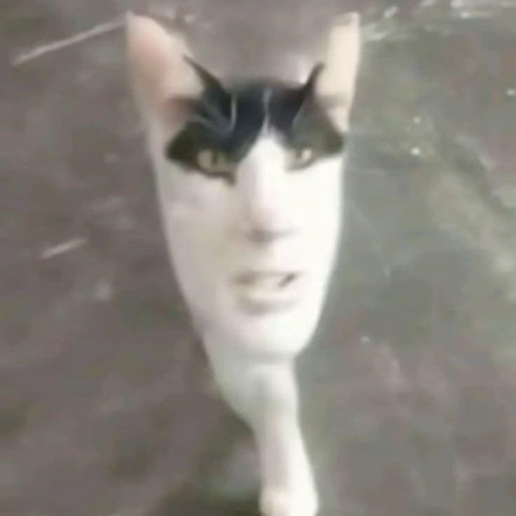 wikiet90004 avatar