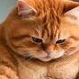 a_Phat_Cat avatar