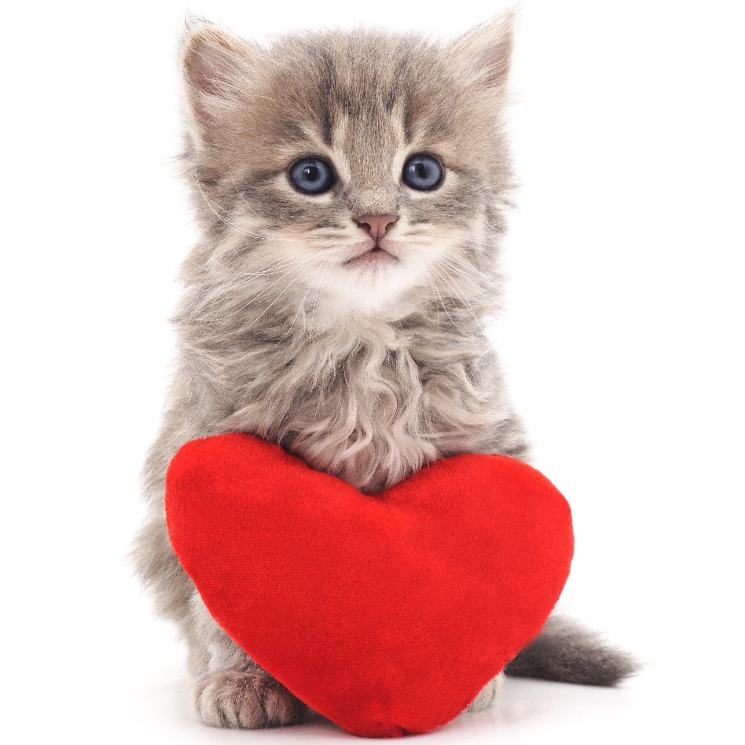 cutie7ieff avatar