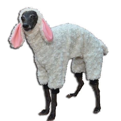 soteroner