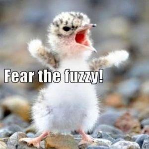 FearTheFuzzy avatar