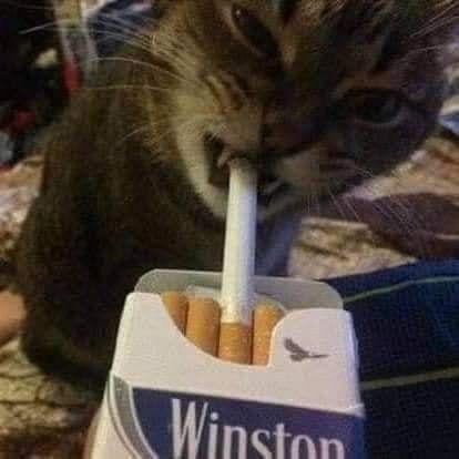 wwwinston