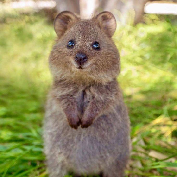 Player 7quokka avatar