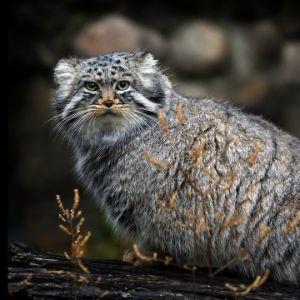 Manul10 avatar