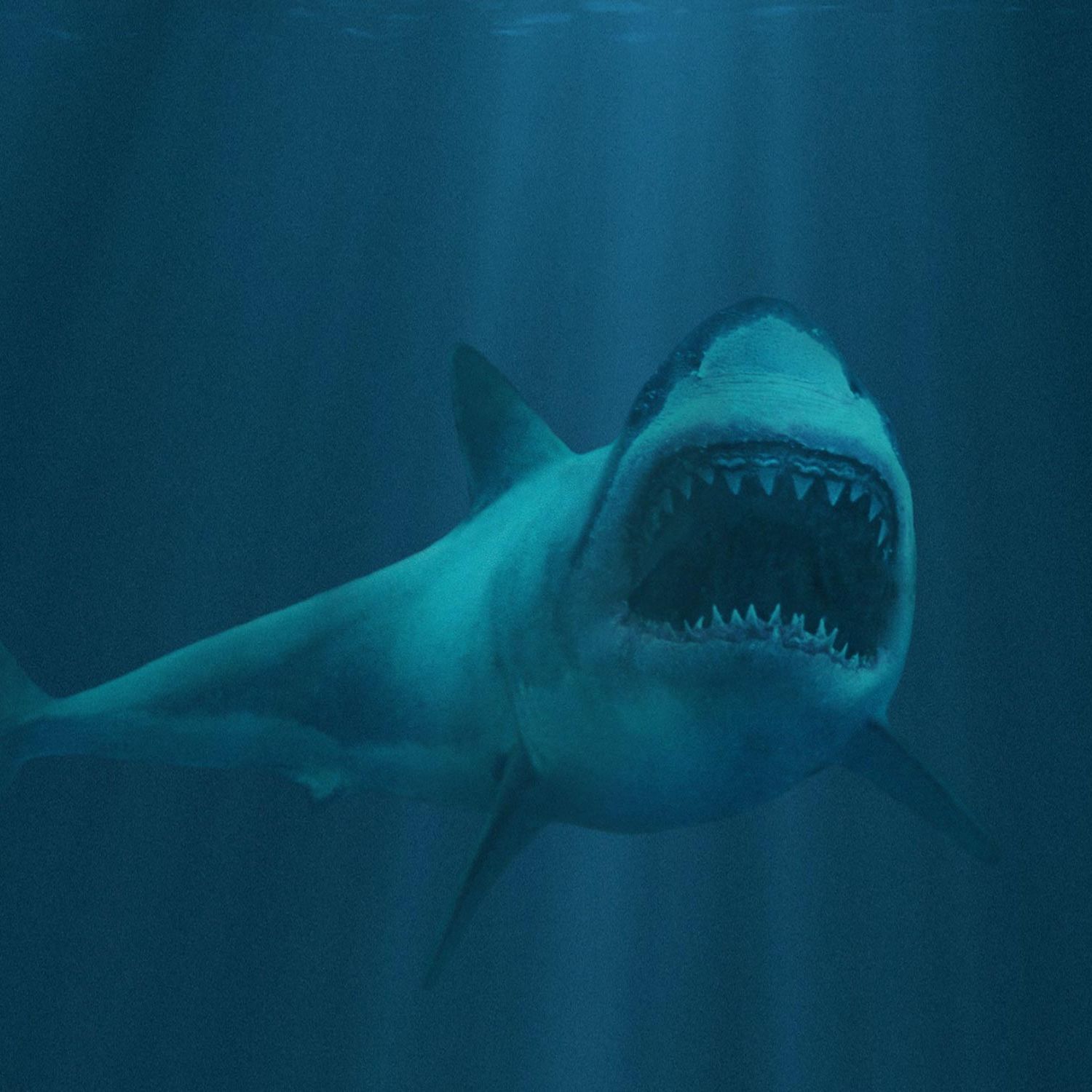 team_shark_1
