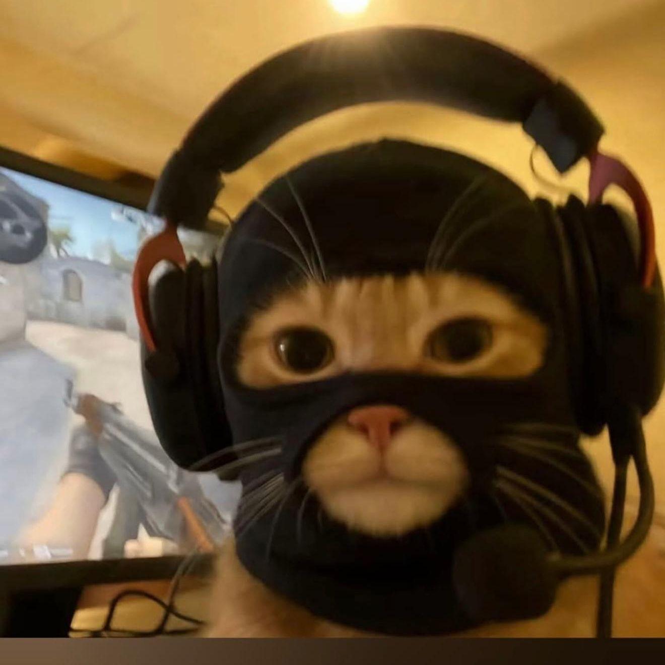 zopcat avatar